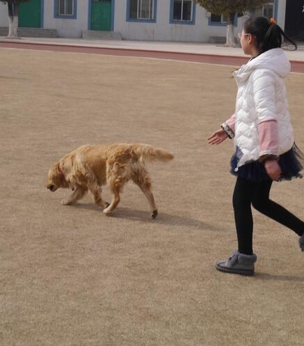 家有乖乖狗,家有乖乖小狗扑人