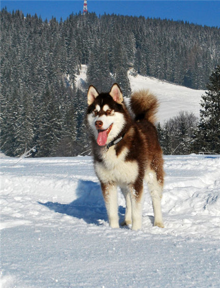 阿拉斯加幼犬吃什么补钙最好 (幼犬缺钙需要打针补钙吗)