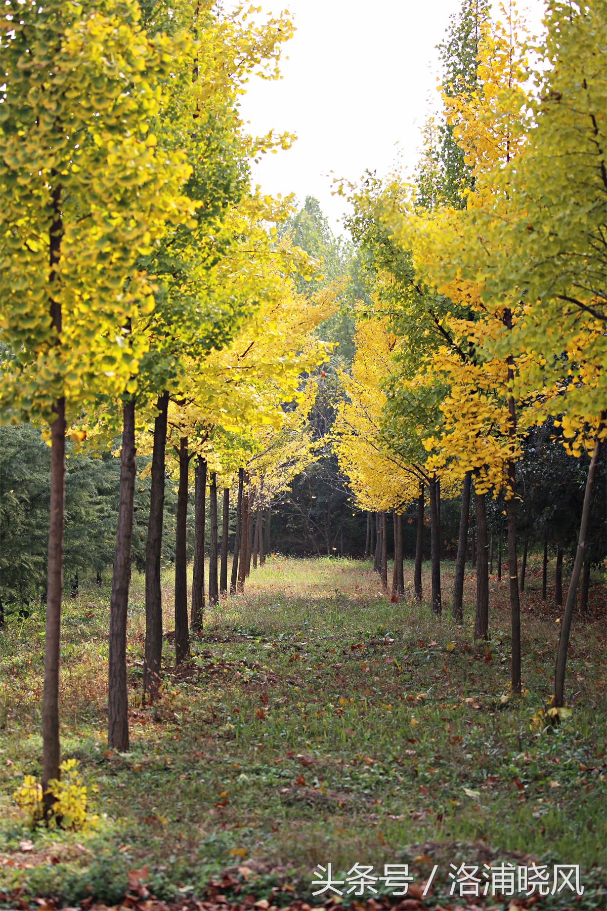 银杏果属于什么果实,银杏树结的果是什么果