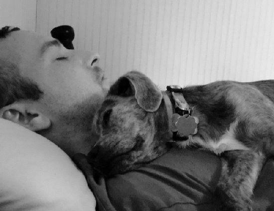 为什么要用领养代替购买、一定要了解的几大理由！