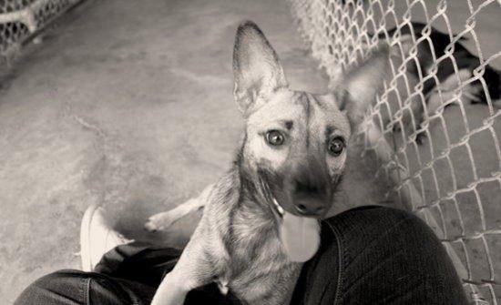 为什么要用领养代替购买、一定要了解的几大理由！