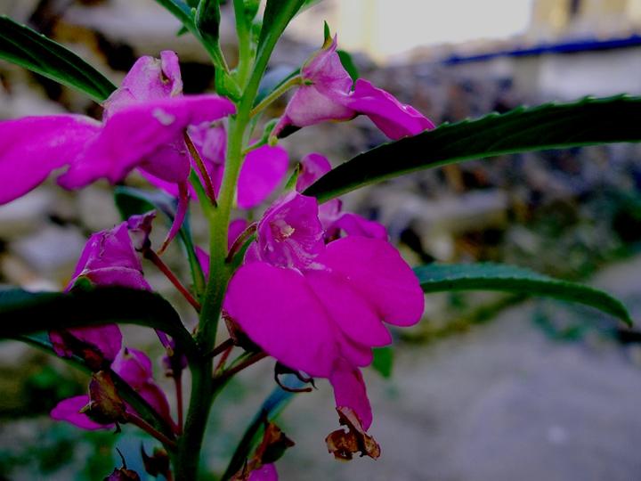 中药急性子的最新用途,中药急性子的副作用