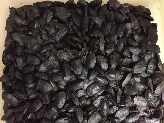 知虫治虫服务社会,常见害虫生活习性及其防治列表