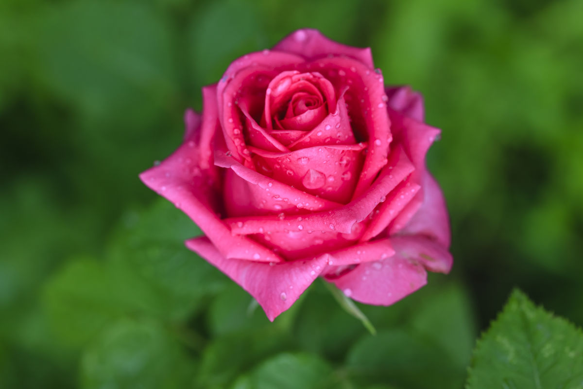 玫瑰花的寓意和花语介绍,玫瑰花的花语及图片