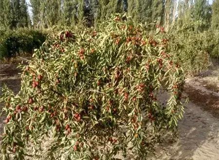 大农业今天行情,大农圈新闻