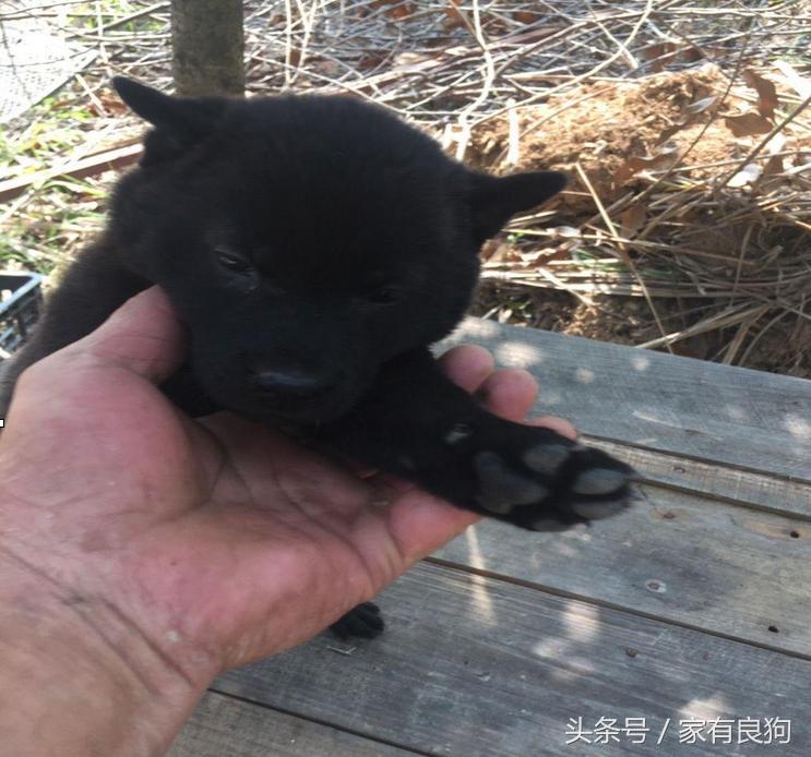 广西最常见的土狗,中国顶级广西土狗