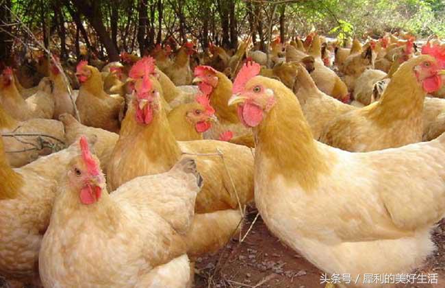 养殖致富项目,农村养殖赚钱的项目有哪些