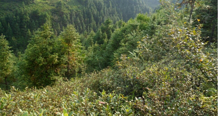 稔子酒有几种配酿方法,稔子酒的做法步骤教程