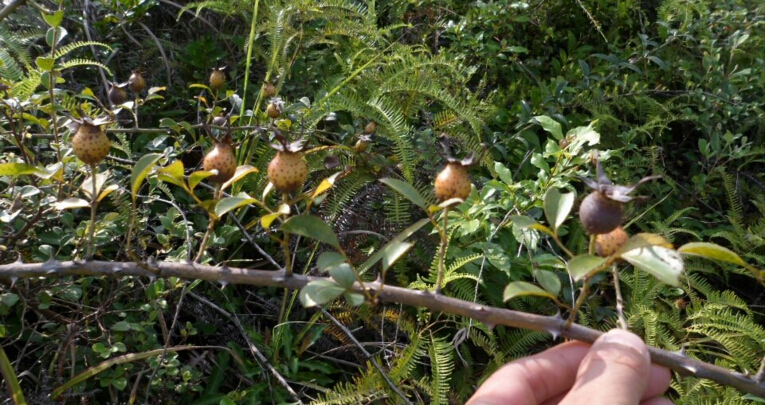稔子酒有几种配酿方法,稔子酒的做法步骤教程