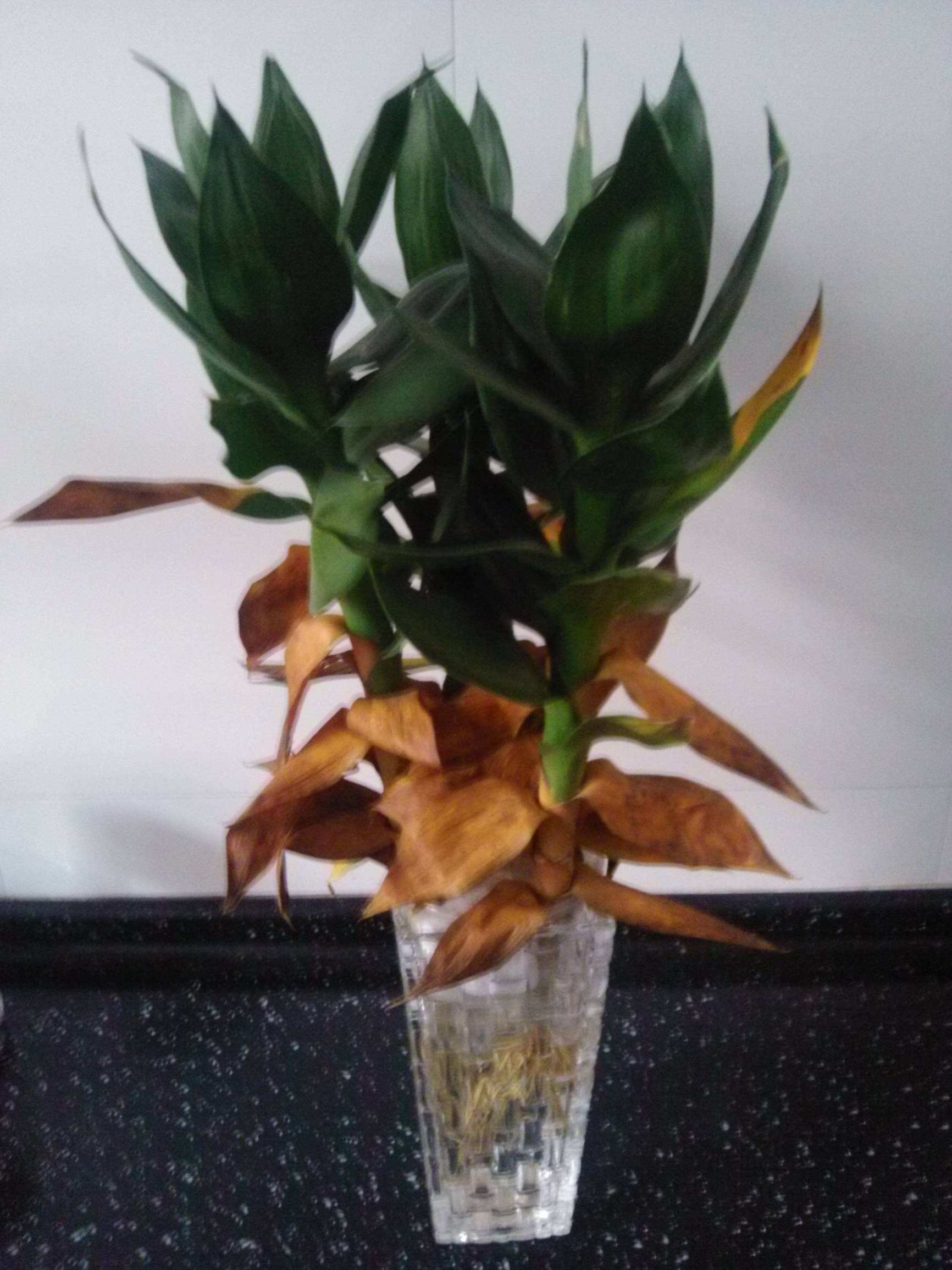 观音竹叶子发黄怎么救还能变青吗,文竹叶子发黄怎么养花