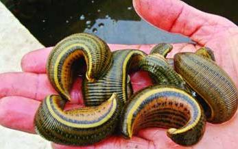 知虫治虫服务社会,常见害虫生活习性及其防治列表