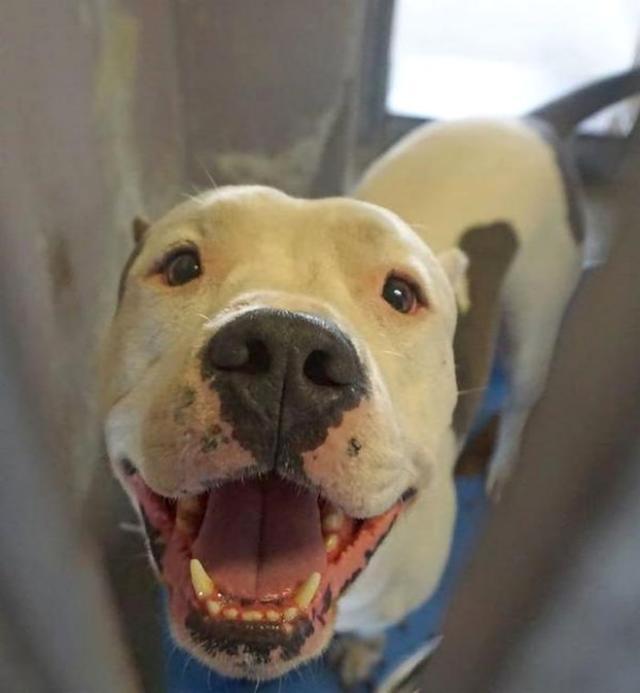 为什么要用领养代替购买、一定要了解的几大理由！