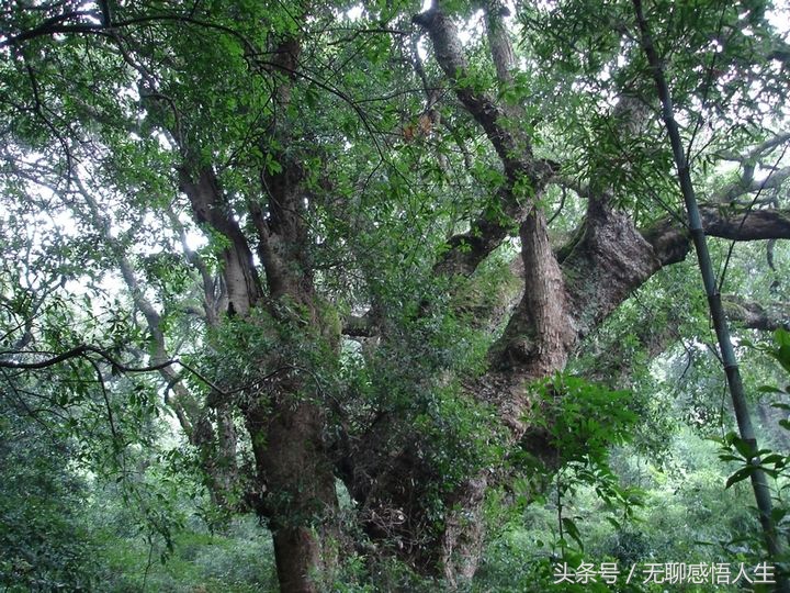 云南省临沧市云县公司,云南省临沧市云县幸福镇