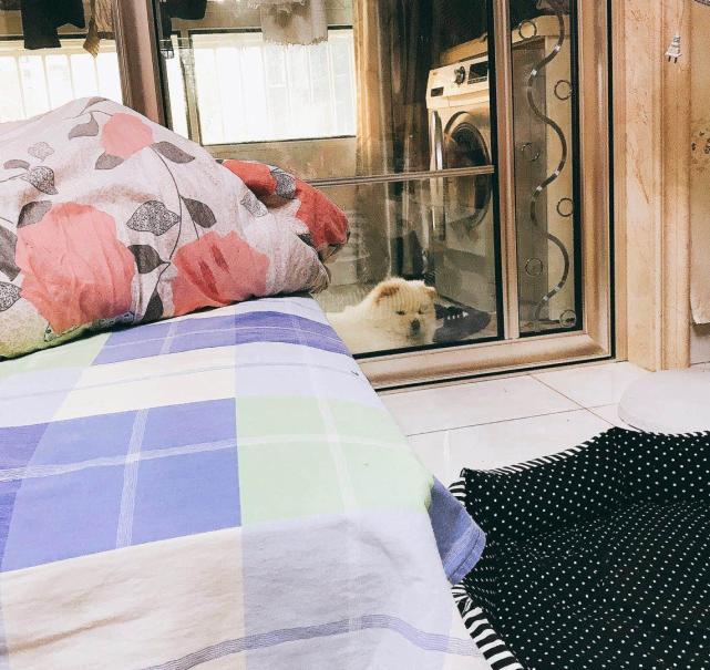 十种惩罚狗的方法让它变乖,这5种惩罚方式都是狗狗最怕的