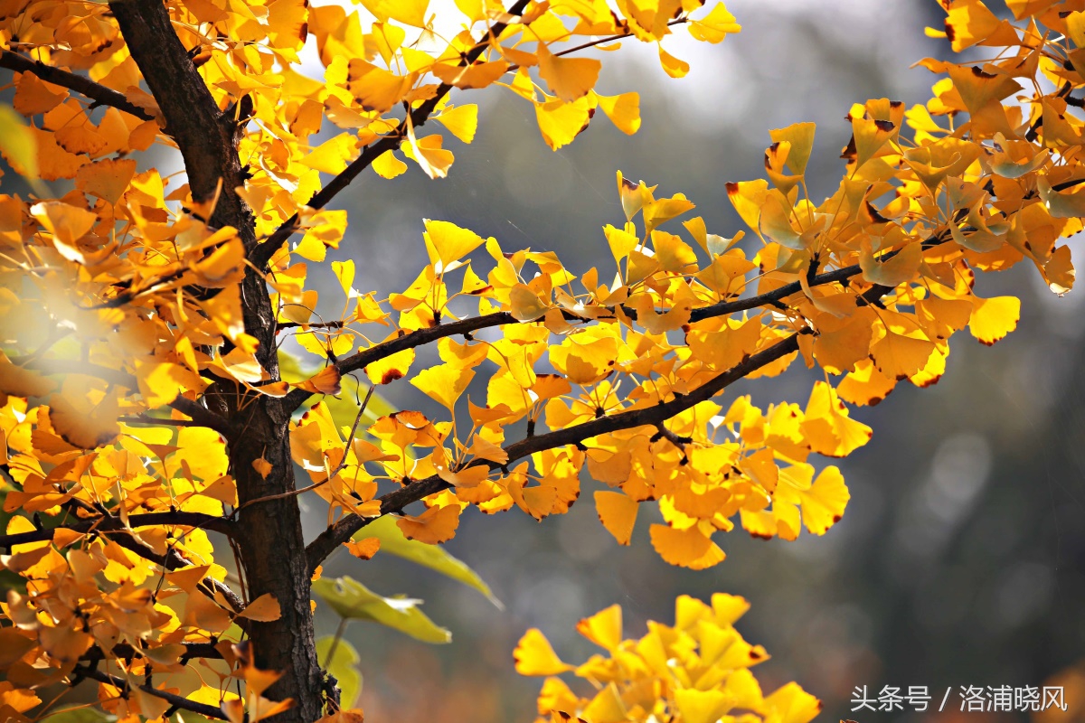 银杏果属于什么果实,银杏树结的果是什么果