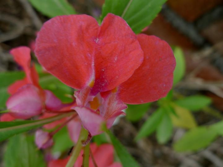 中药急性子的最新用途,中药急性子的副作用