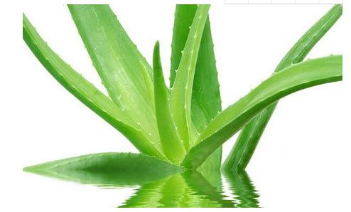 你是否只知道芦荟能美容,请问芦荟有什么功效