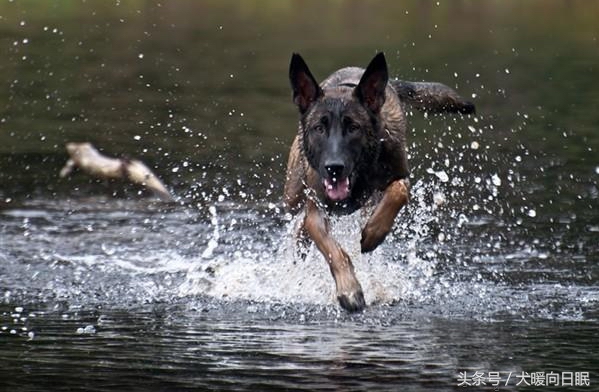 训练马犬的五大注意事项