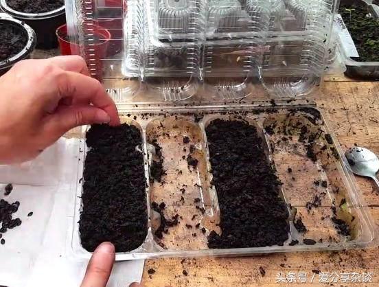 纯天然降压、*眠药安**！阳台都能种，四季收获