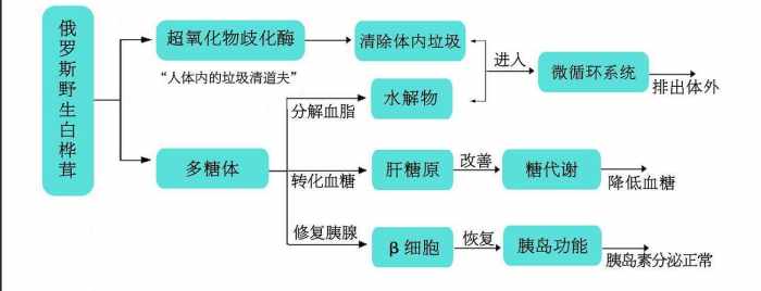 桦褐孔菌的降糖妙用,你不知道吧!