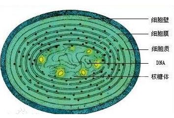 蓝藻统治了地球多少年,蓝藻爆发与什么元素有关