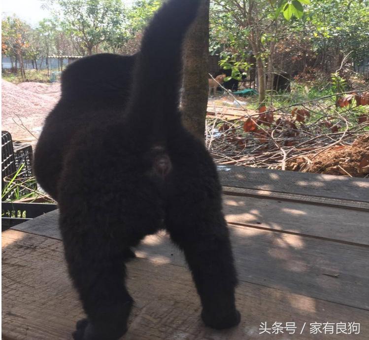 广西最常见的土狗,中国顶级广西土狗