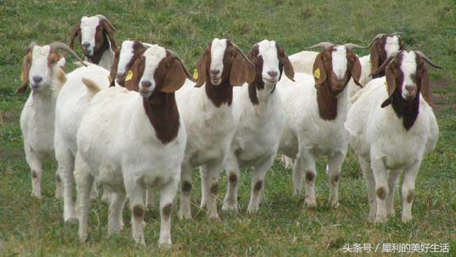 养殖致富项目,农村养殖赚钱的项目有哪些