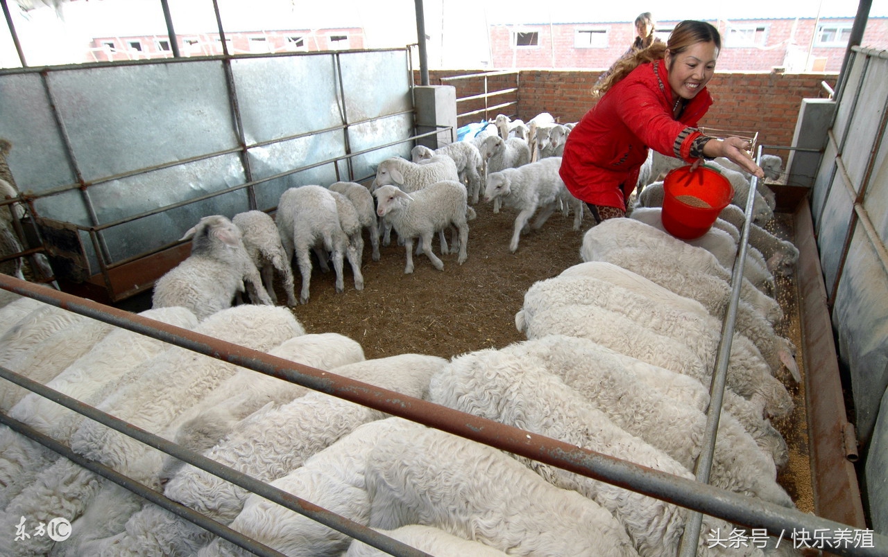 羊运输应激综合症怎么处理,羊长途应激怎么治疗