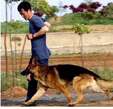 家有乖乖狗,家有乖乖小狗扑人