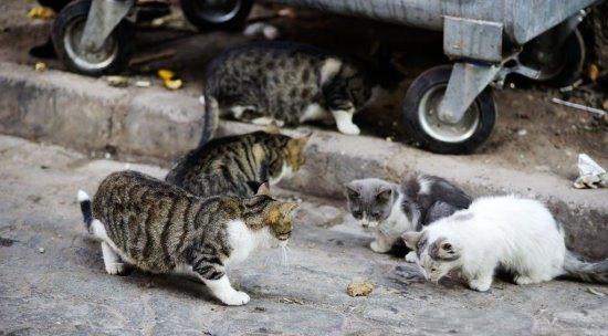 为什么要用领养代替购买、一定要了解的几大理由！