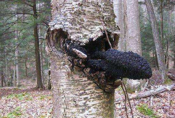 桦褐孔菌的降糖妙用,你不知道吧!