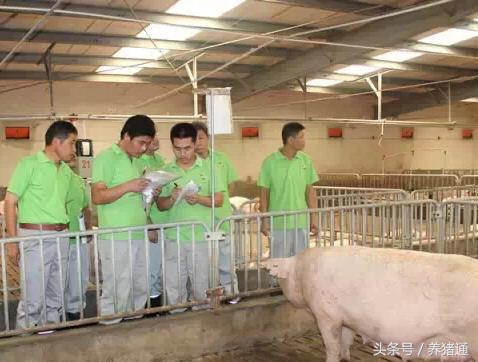 猪场里很多母猪产后没奶,猪场母猪没奶