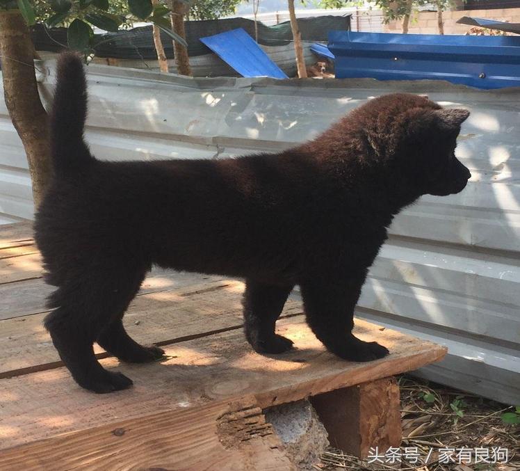 广西最常见的土狗,中国顶级广西土狗