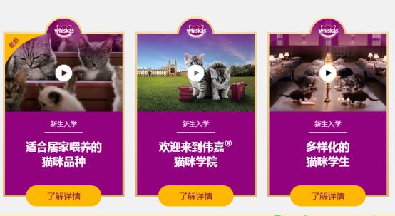 猫咪真的能治愈抑郁症吗,猫咪真的可以治愈一切