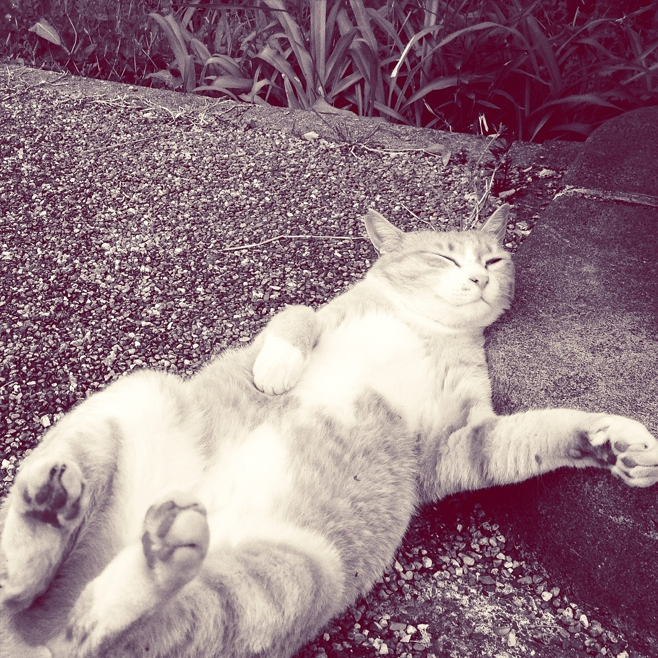 猫咪呕吐吃多久益生菌见效,猫咪呕吐医院开了益生菌