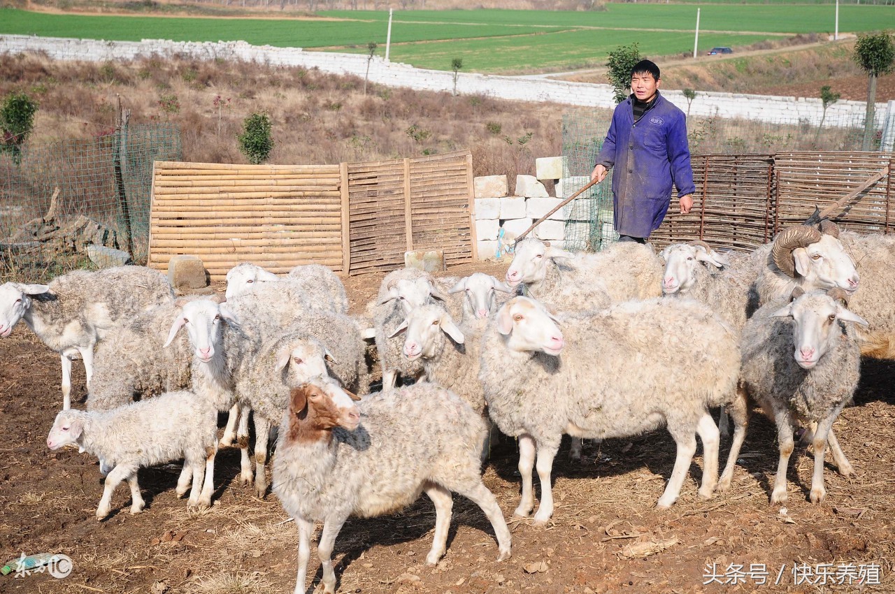 羊运输应激综合症怎么处理,羊长途应激怎么治疗