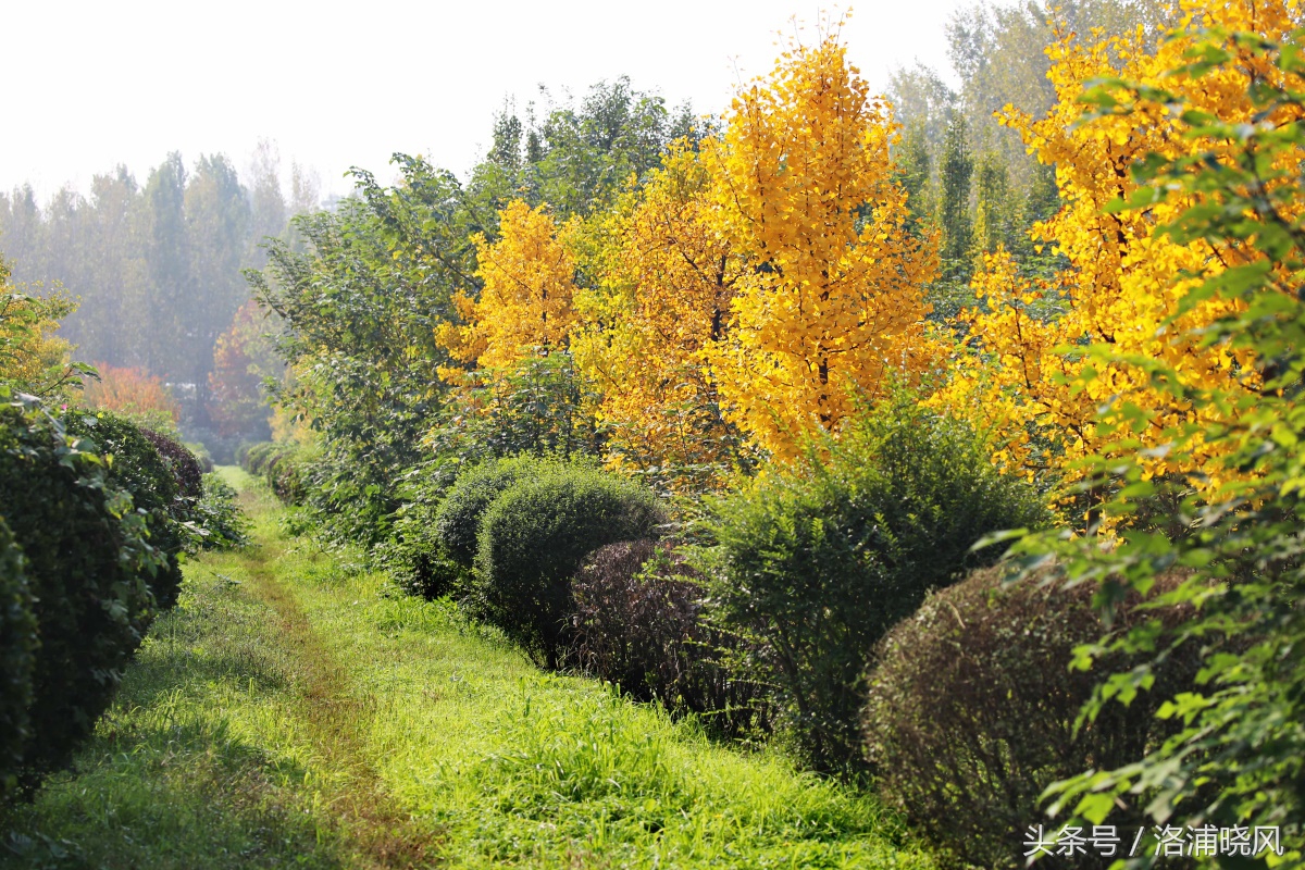 银杏果属于什么果实,银杏树结的果是什么果