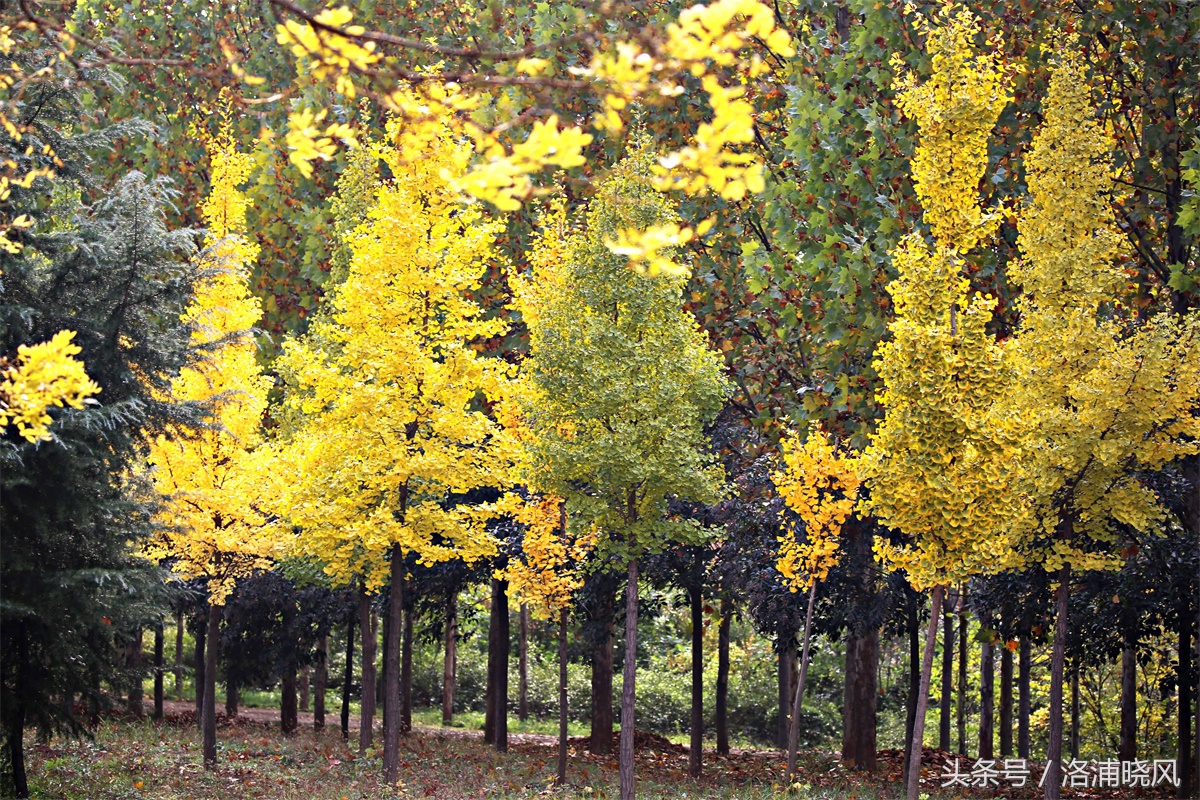 银杏果属于什么果实,银杏树结的果是什么果