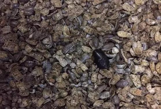 知虫治虫服务社会,常见害虫生活习性及其防治列表