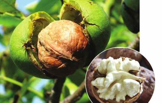 生核桃和干核桃哪个补脑效果好,青核桃皮和干核桃皮功效一样吗