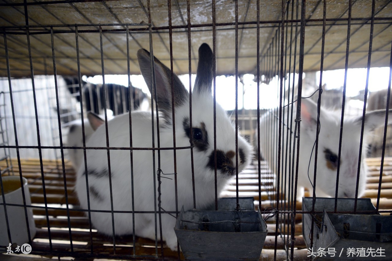 兔感冒打什么针,兔感冒吃什么药