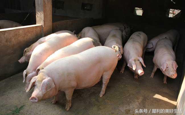 养殖致富项目,农村养殖赚钱的项目有哪些