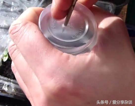 纯天然降压、*眠药安**！阳台都能种，四季收获