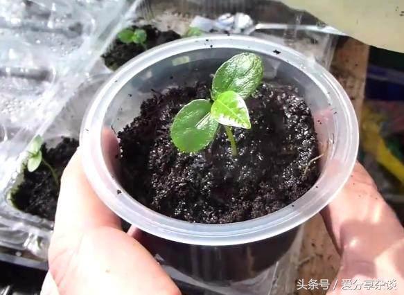 纯天然降压、*眠药安**！阳台都能种，四季收获