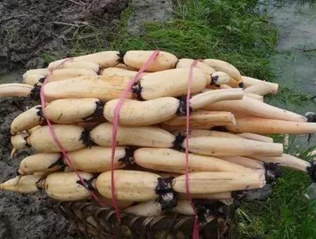 大农业今天行情,大农圈新闻