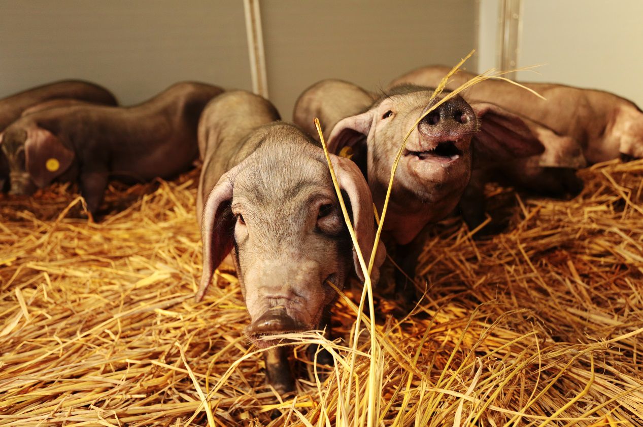 仔猪腹泻原因分析及应对方法,仔猪冬季腹泻最快解决方法