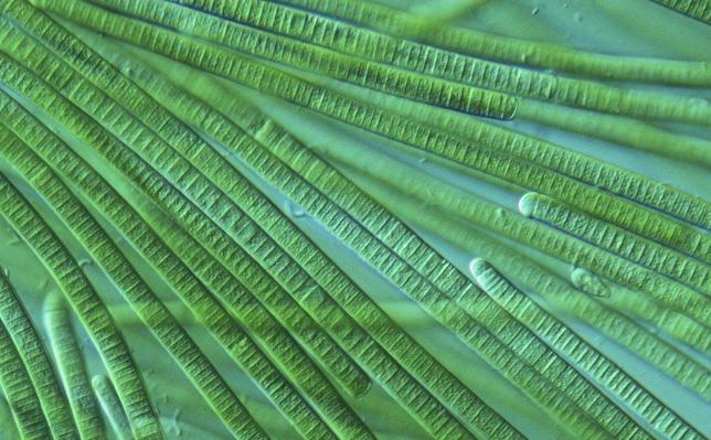 蓝藻统治了地球多少年,蓝藻爆发与什么元素有关