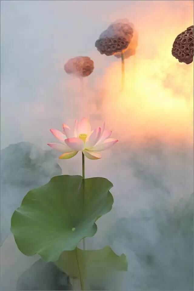 一花一世界一叶一菩提一禅小和尚,一花一世界一叶一菩提一禅