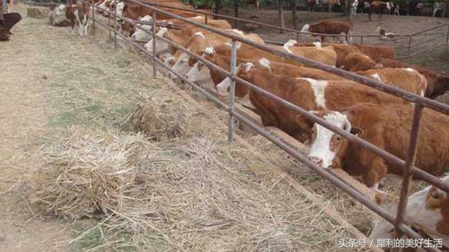 养殖致富项目,农村养殖赚钱的项目有哪些