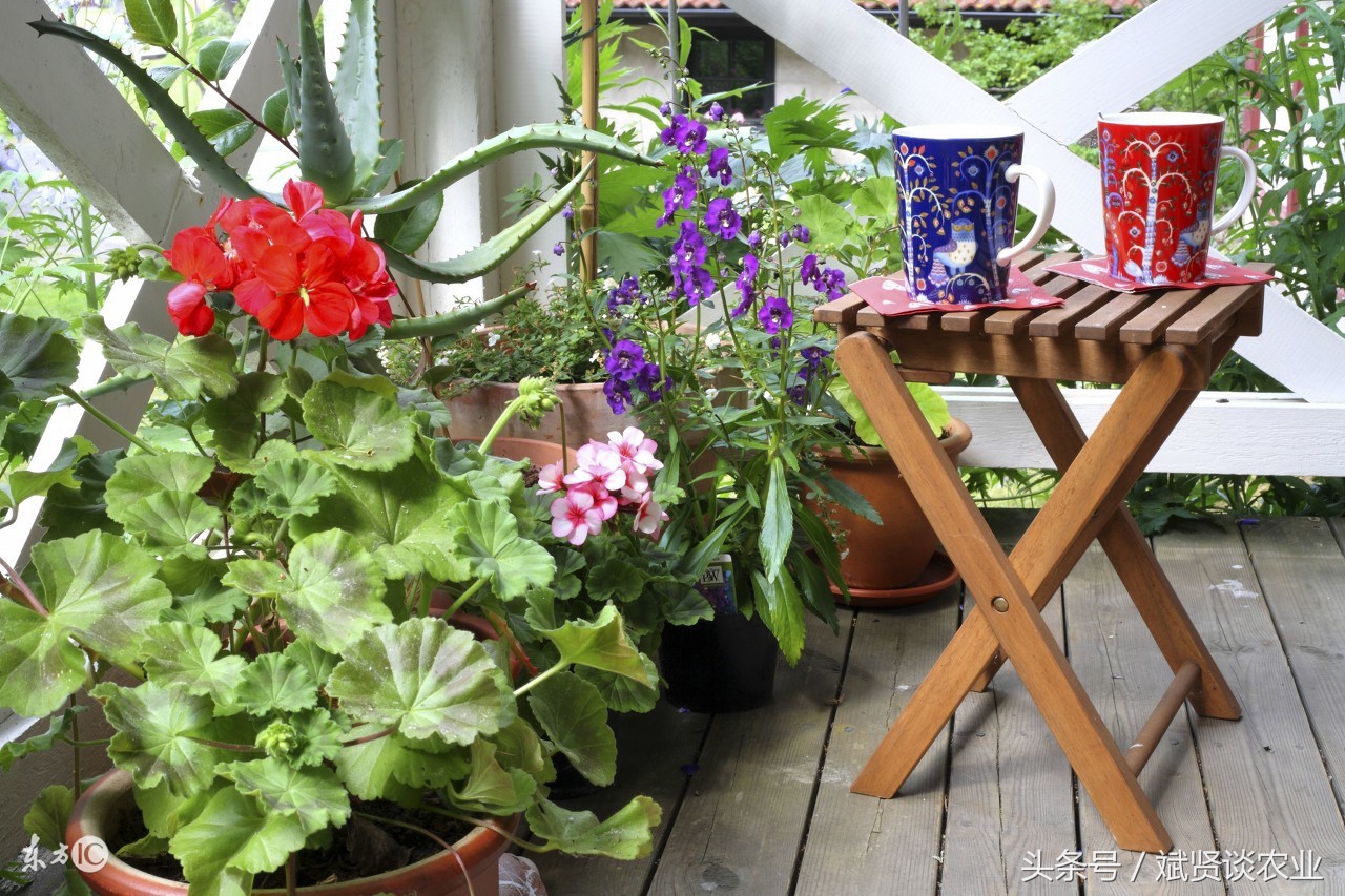 种菜有虫用什么杀虫剂,阳台种菜生虫小偏方大全